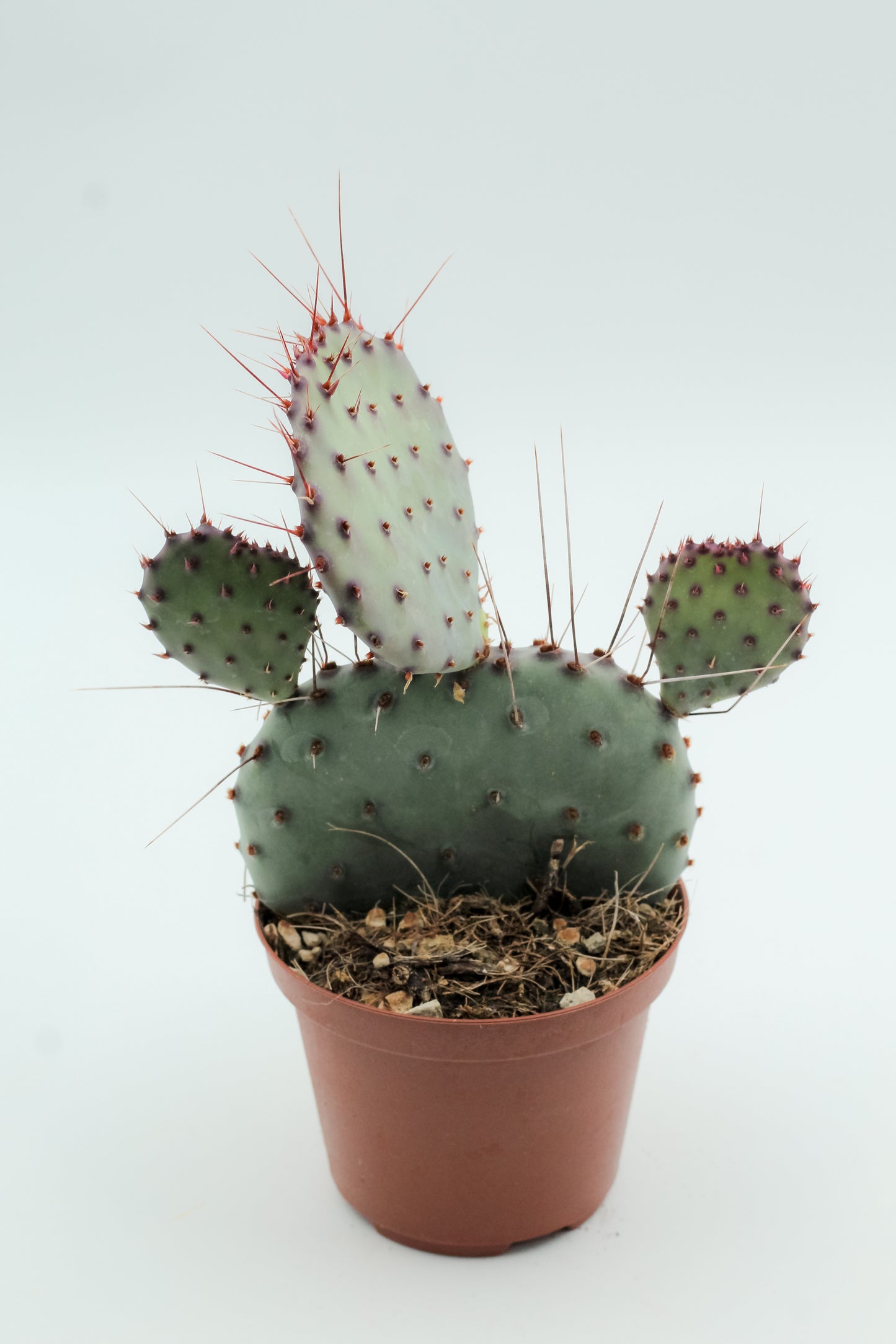 Opuntia Macrocentra