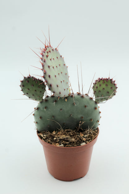 Opuntia Macrocentra
