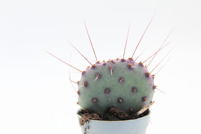 Opuntia Macrocentra