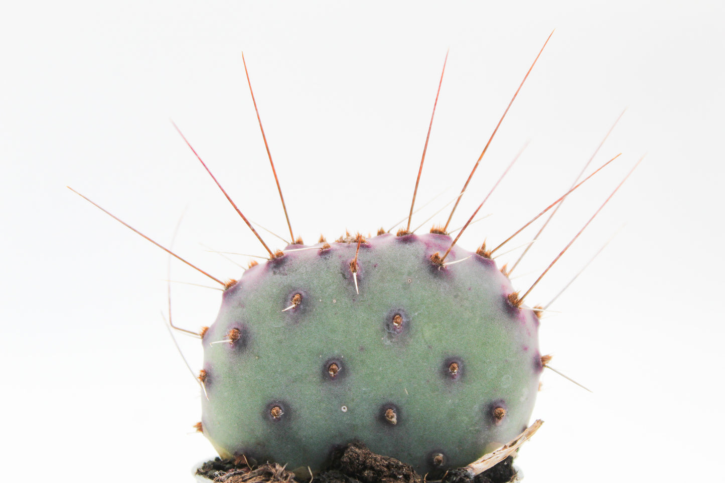 Opuntia Macrocentra