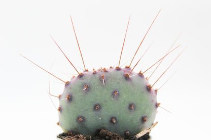 Opuntia Macrocentra