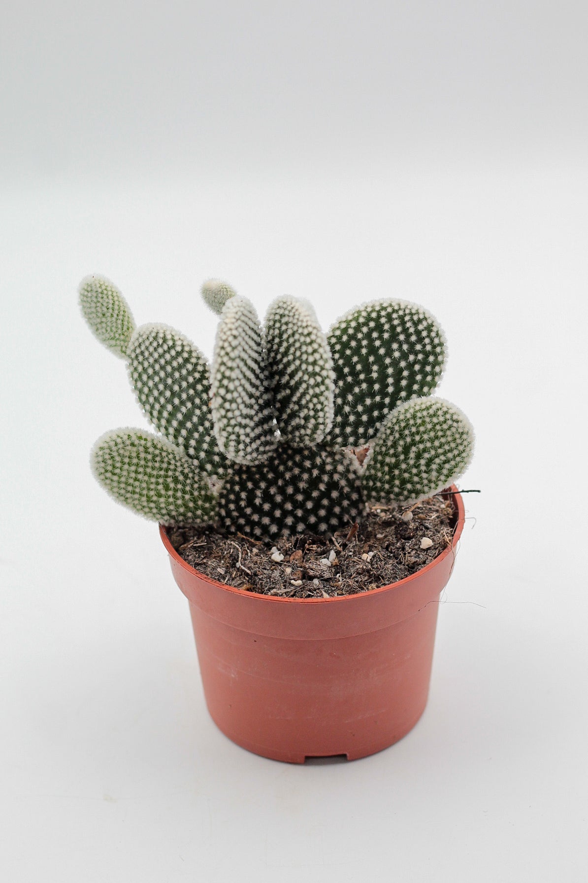 Opuntia Microdasys alba (mickey mouse cactus)