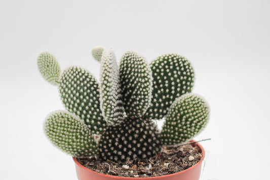 Opuntia Microdasys alba (mickey mouse cactus)