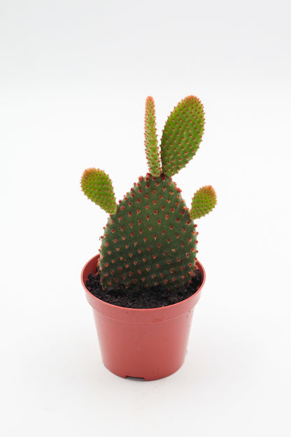 Opuntia Microdasys rufida (bruin)