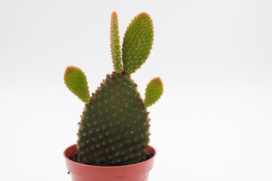 Opuntia Microdasys rufida (bruin)