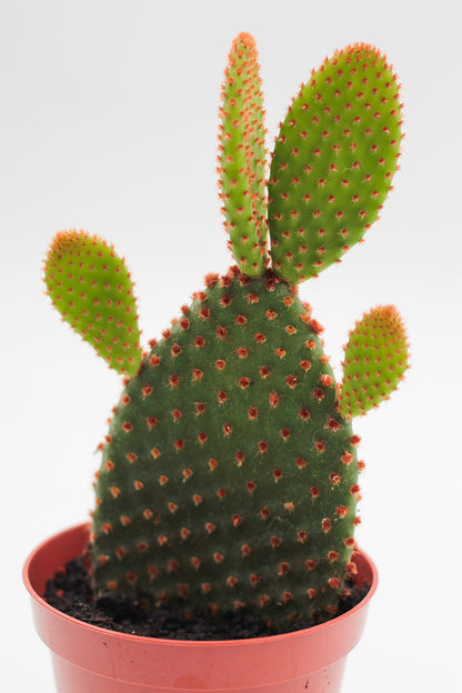 Opuntia Microdasys rufida (bruin)