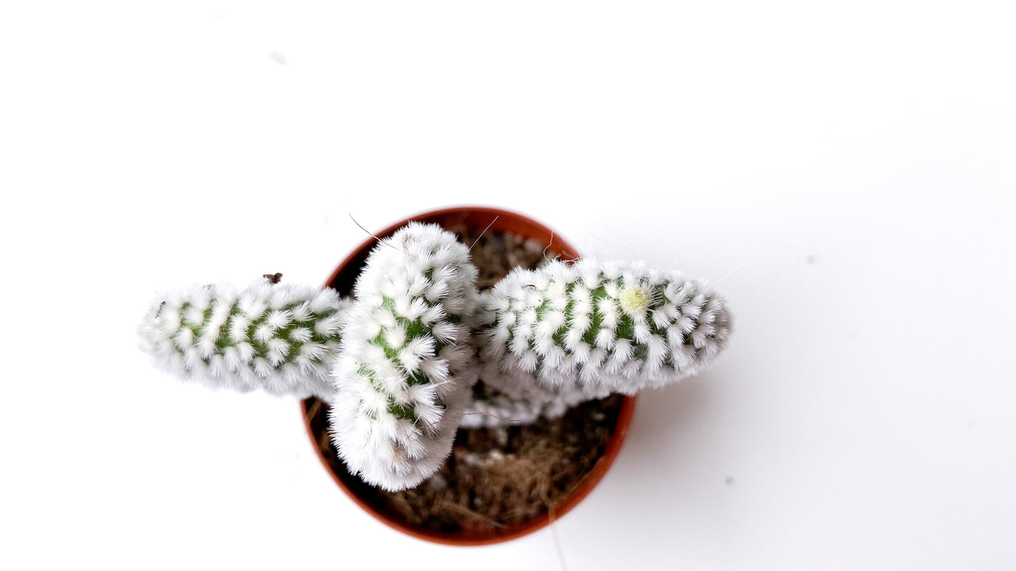 Opuntia Microdasys alba (mickey mouse cactus)