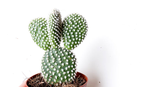 Opuntia Microdasys alba (white)