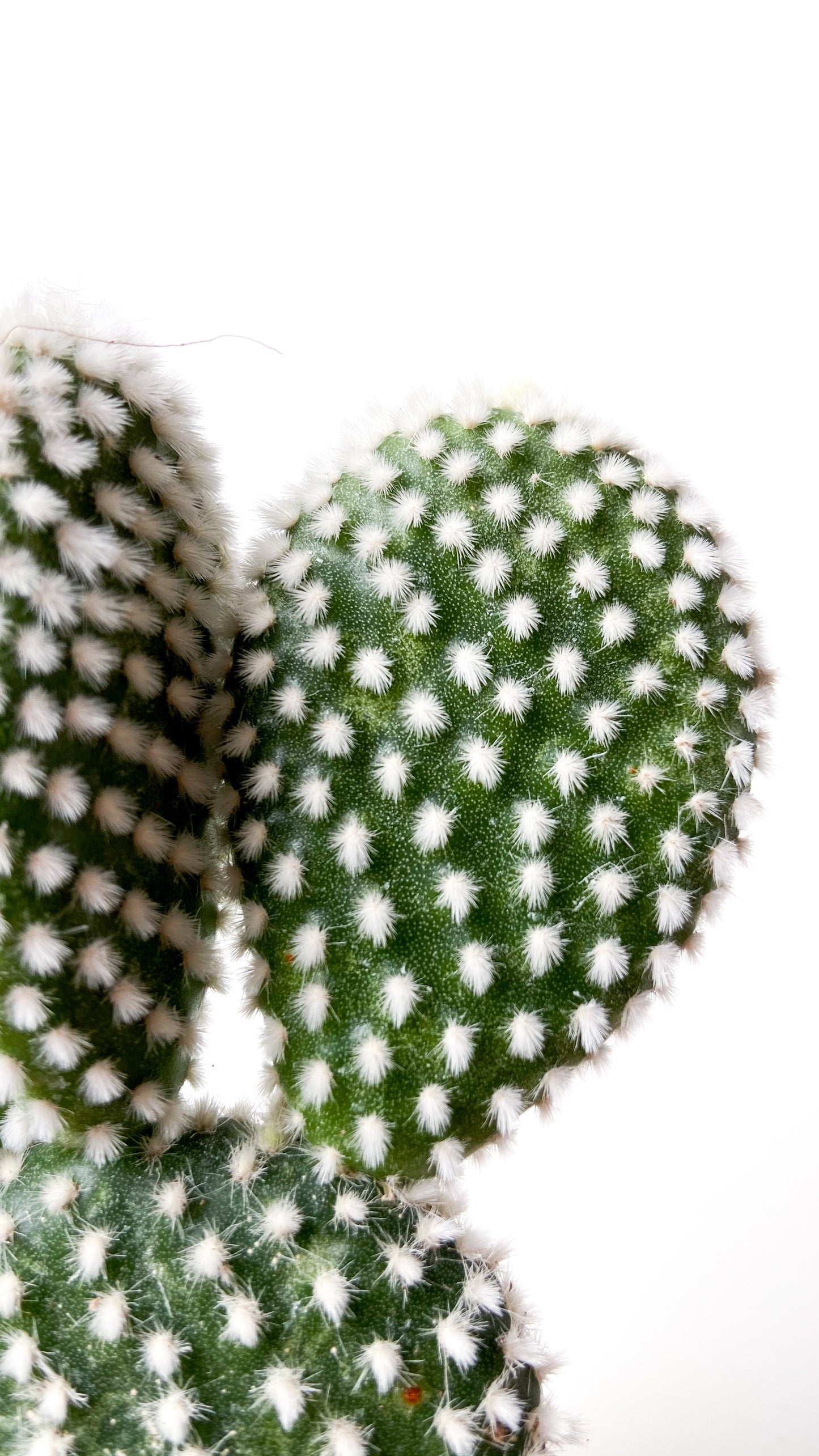 Opuntia Microdasys alba (mickey mouse cactus)