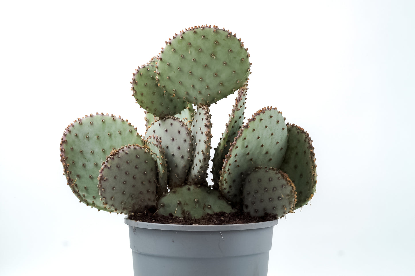 Opuntia Santa rita