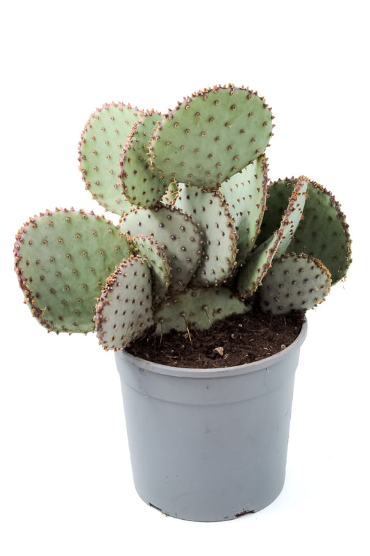 Opuntia Santa rita