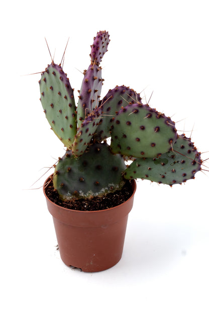 Opuntia Violacea