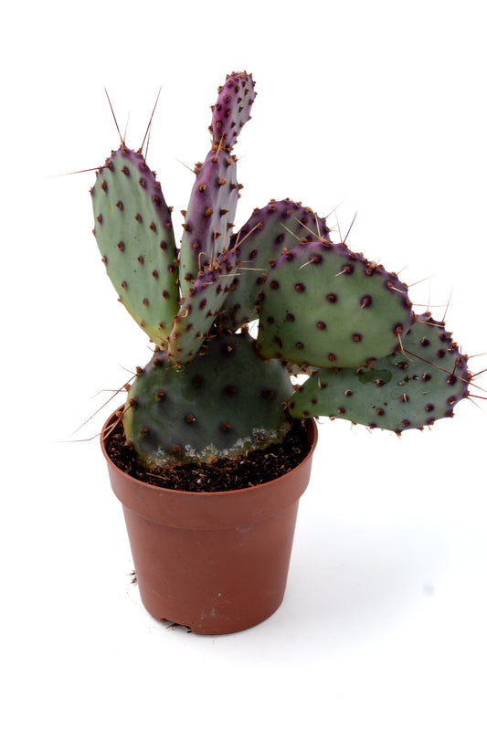 Opuntia Violacea