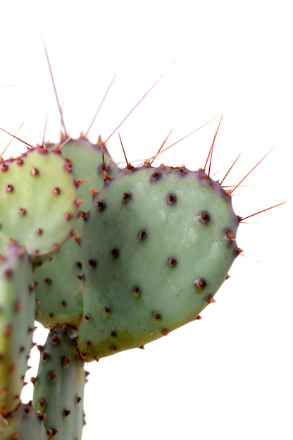Opuntia Violacea
