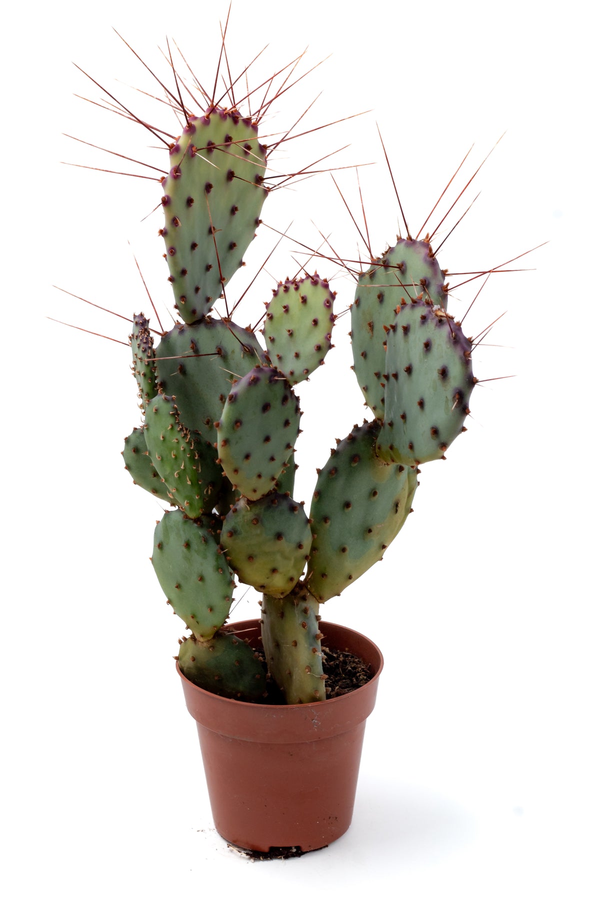 Opuntia Violacea