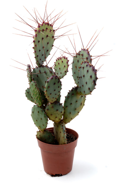 Opuntia Violacea