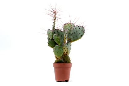Opuntia Violacea