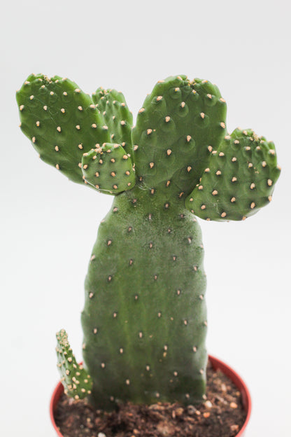 Opuntia Consolea Rubescens