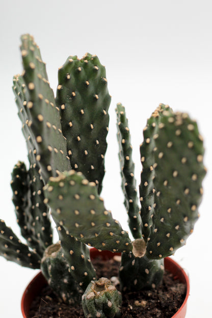Opuntia Consolea Rubescens