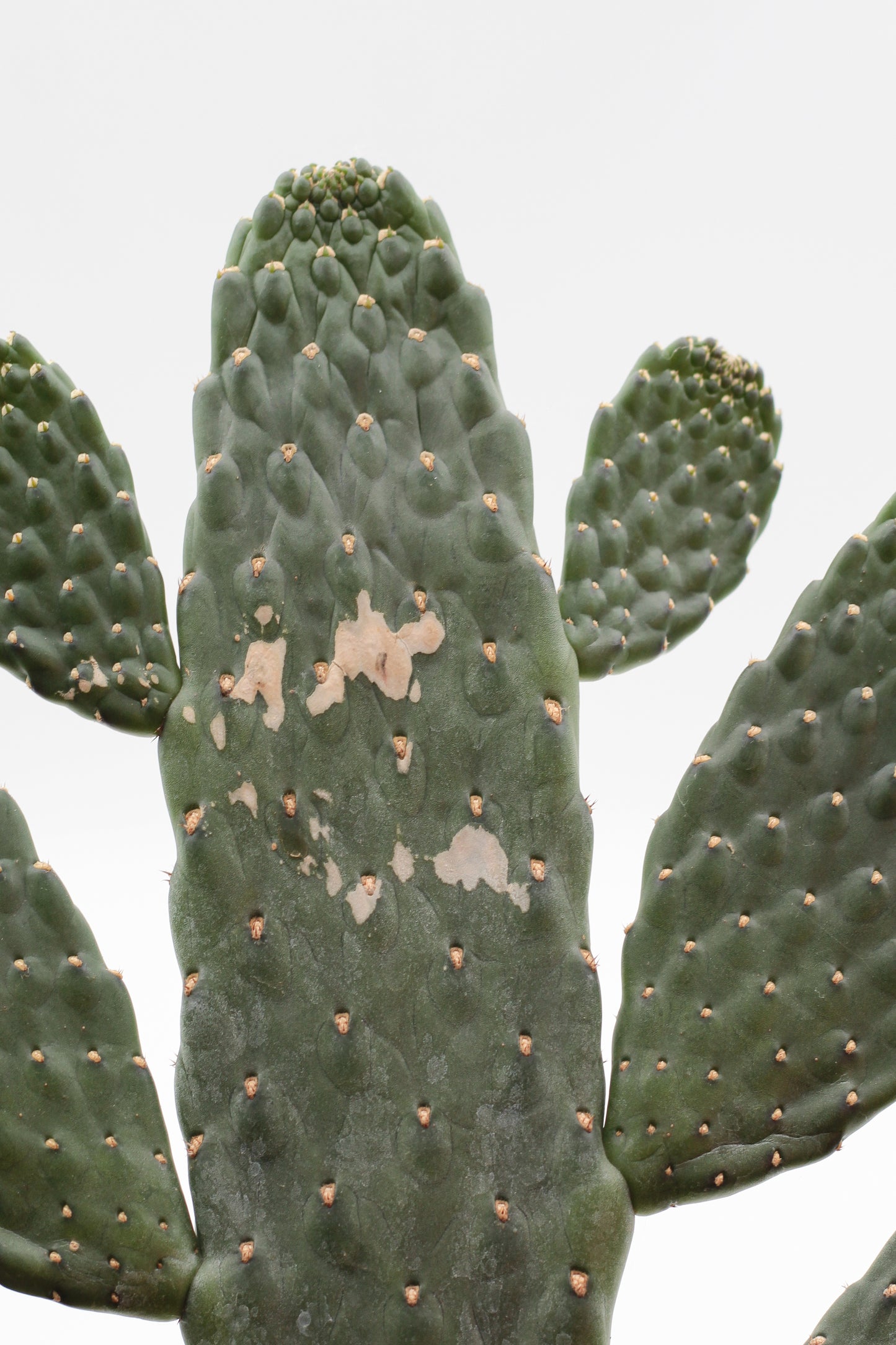 Opuntia Consolea Rubescens