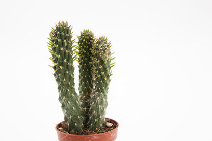 Cylindropuntia fulgida monstruosa
