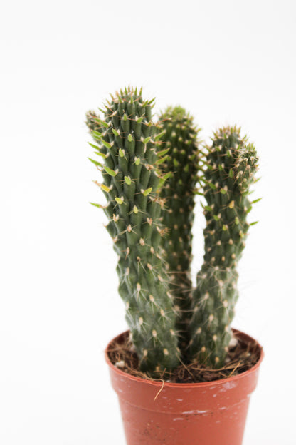 Cylindropuntia fulgida monstruosa