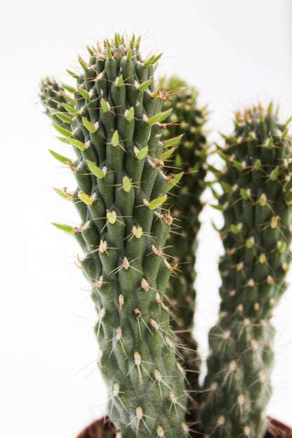 Cylindropuntia fulgida monstruosa