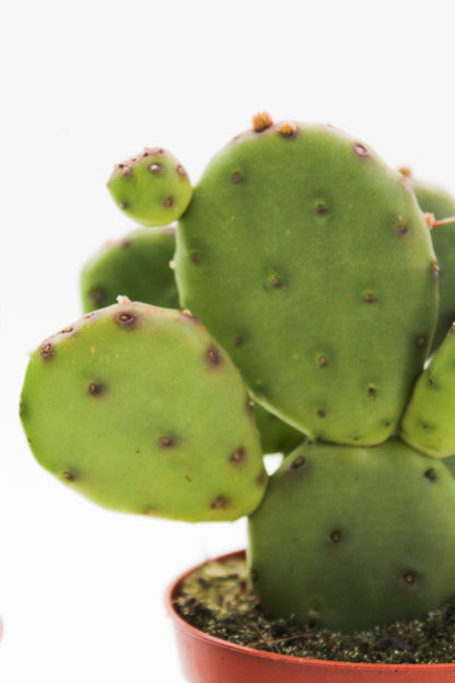 Opuntia Humifusa