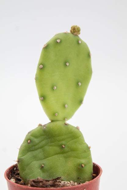 Opuntia Humifusa