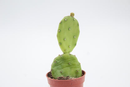 Opuntia Humifusa