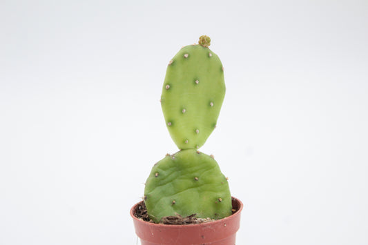 Opuntia Humifusa
