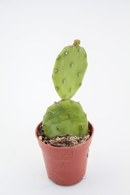 Opuntia Humifusa