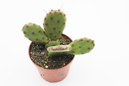 Opuntia Humifusa