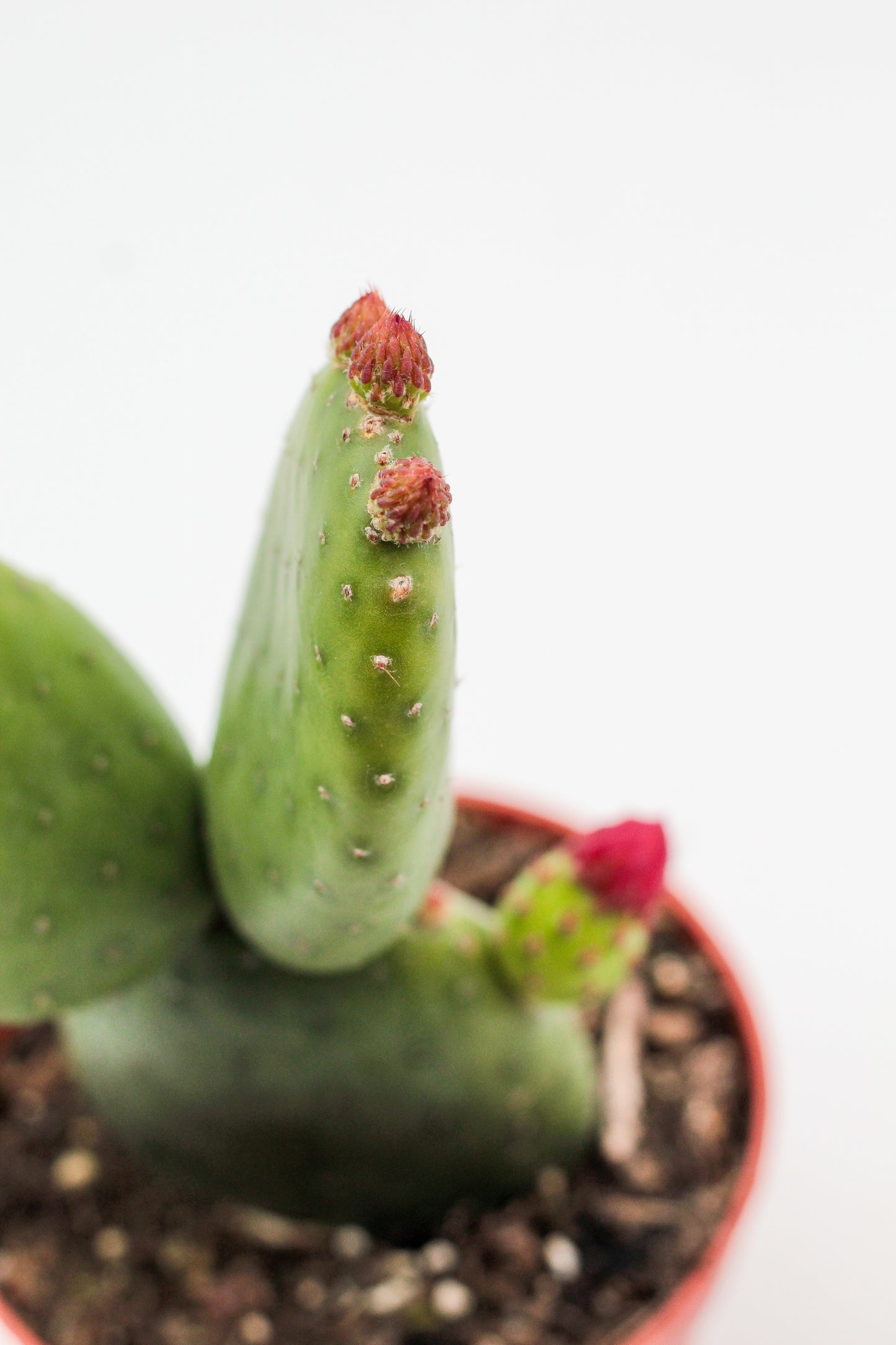 Opuntia Inamoena flowering