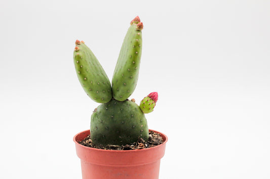 Opuntia Inamoena bloeiend