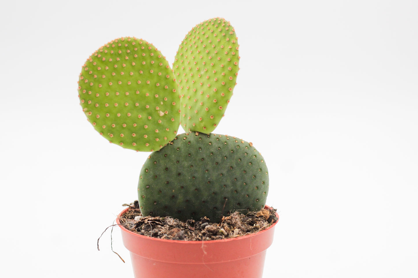 Opuntia Inamoena