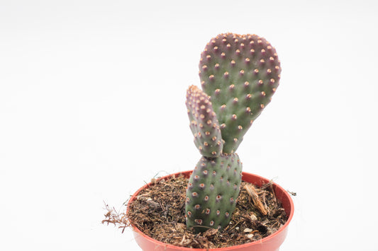 Opuntia basilaris var. caudata