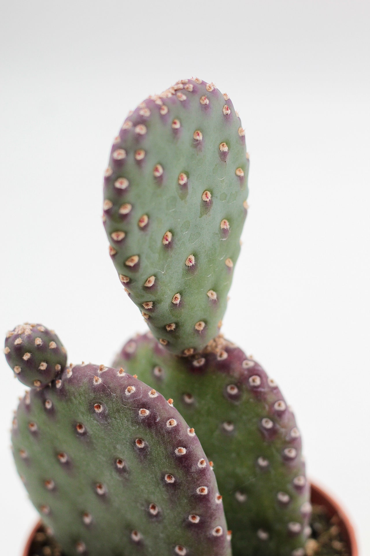 Opuntia basilaris var. caudata