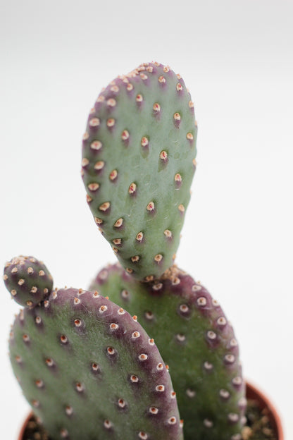 Opuntia basilaris var. caudata