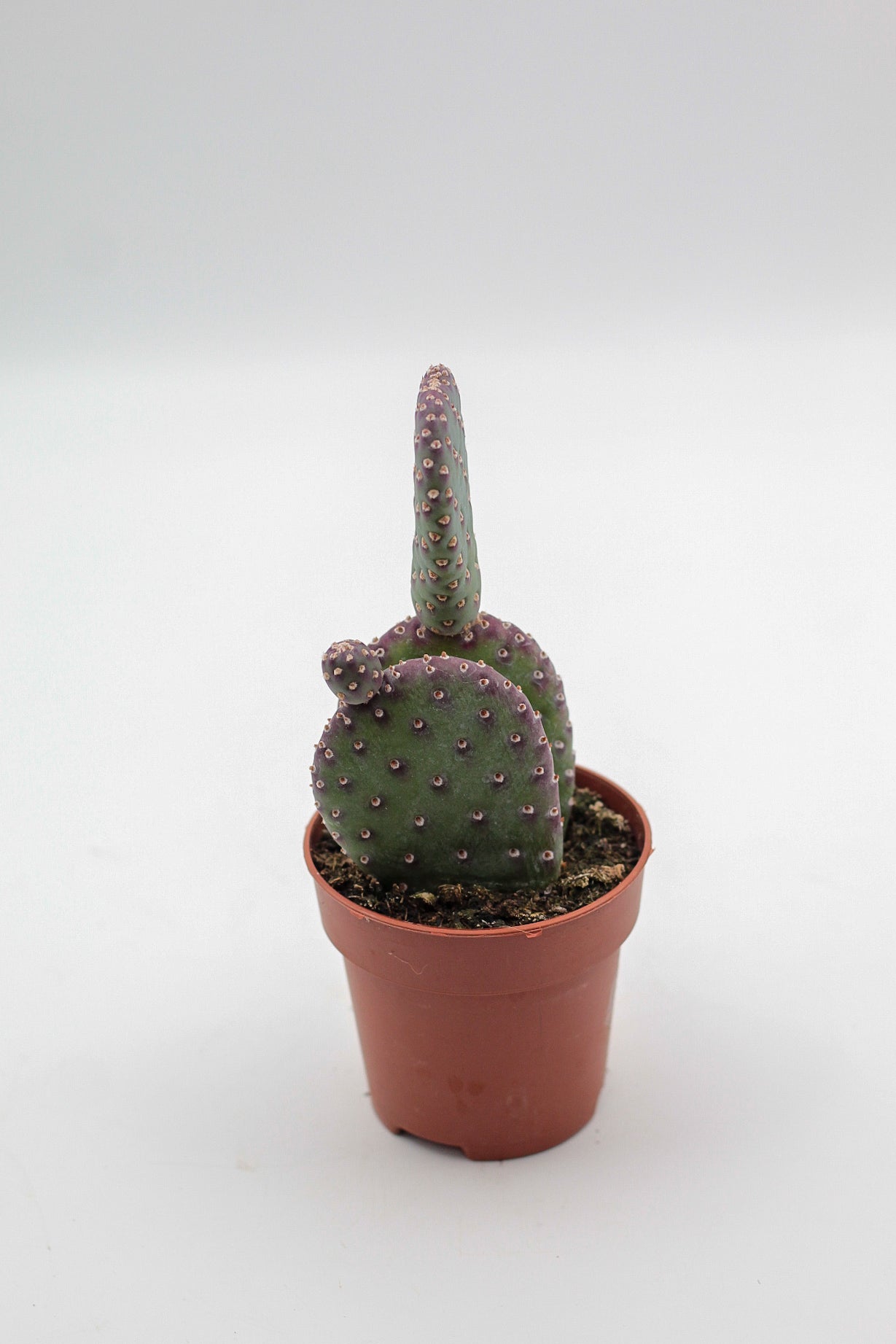 Opuntia basilaris var. caudata