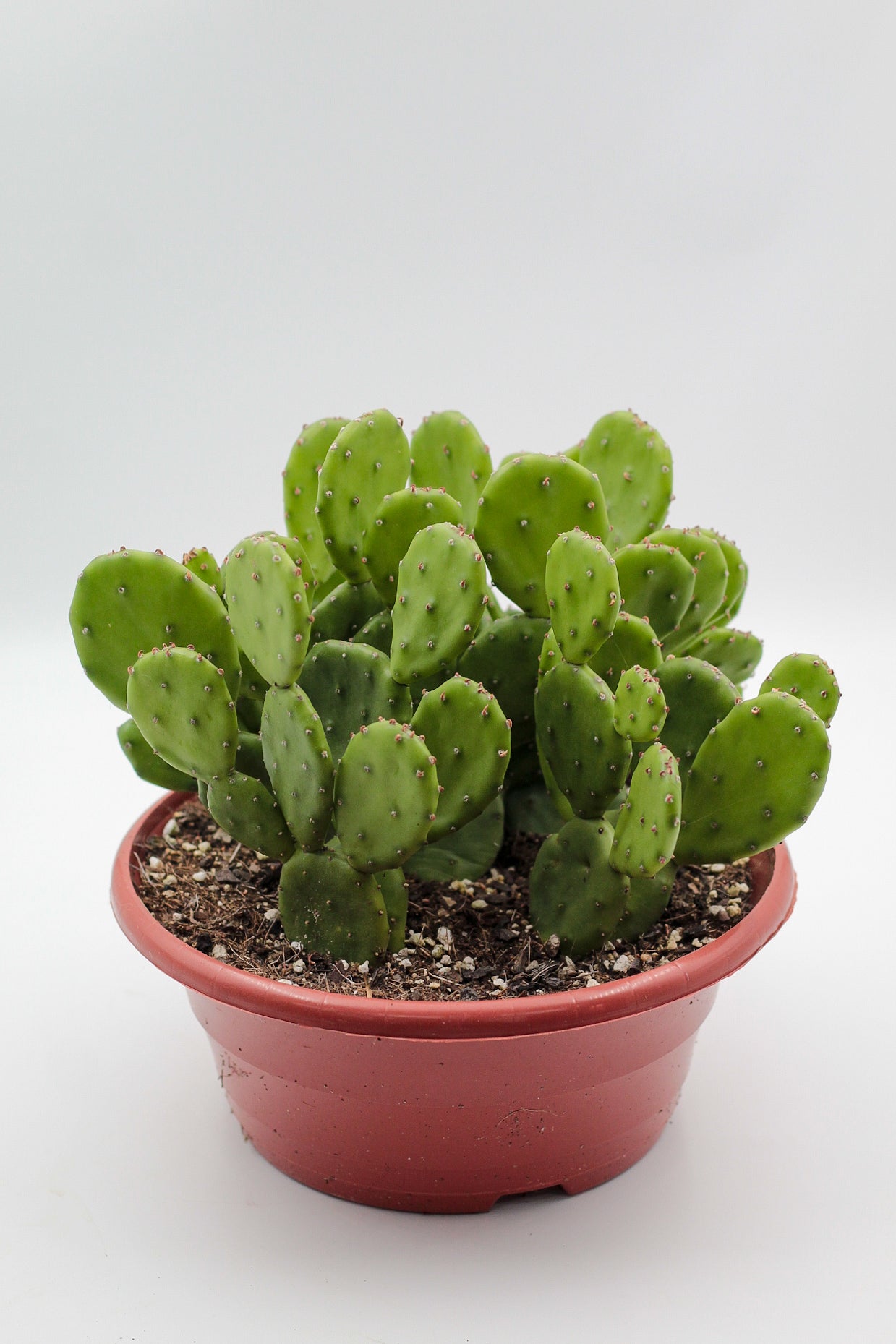 Opuntia Humifusa