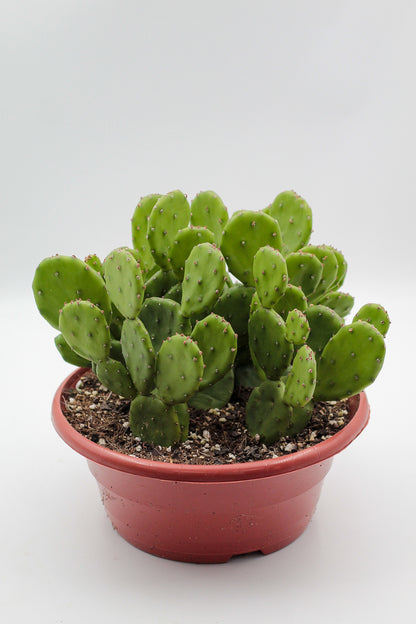 Opuntia Humifusa