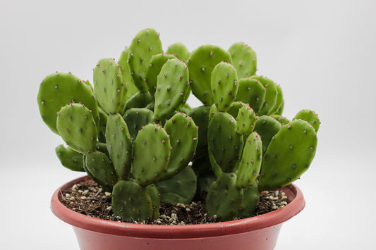 Opuntia Humifusa