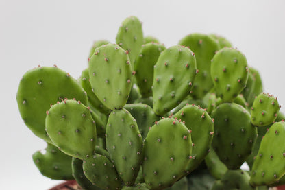 Opuntia Humifusa