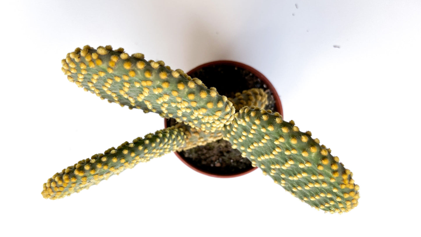 Opuntia Microdasys Pallida (geel)