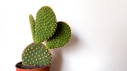 Opuntia Microdasys Pallida (yellow)