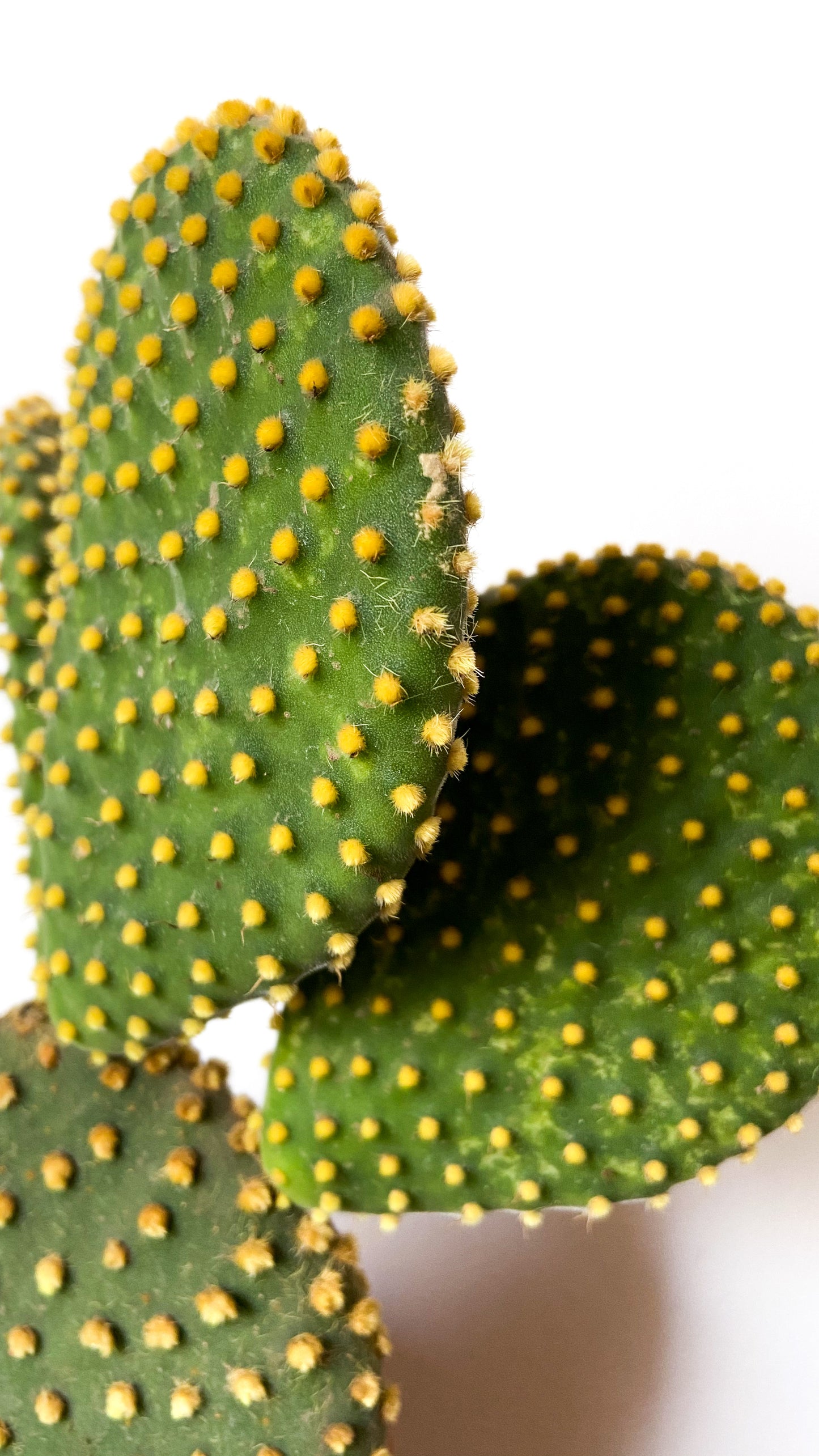 Opuntia Microdasys Pallida (geel)