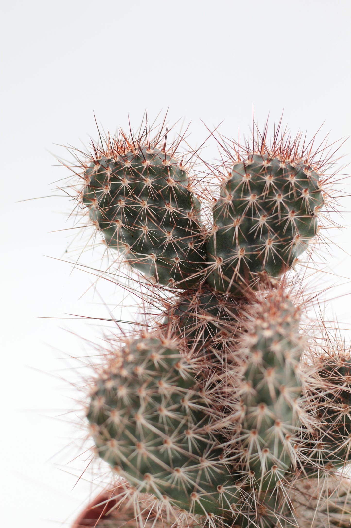 Opuntia polyacantha var Erinacea