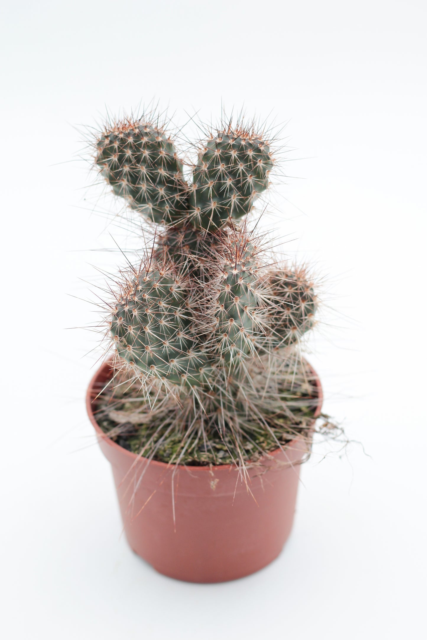 Opuntia polyacantha var Erinacea