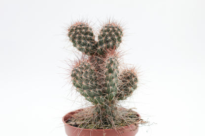 Opuntia polyacantha var Erinacea